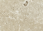 mokka travertine